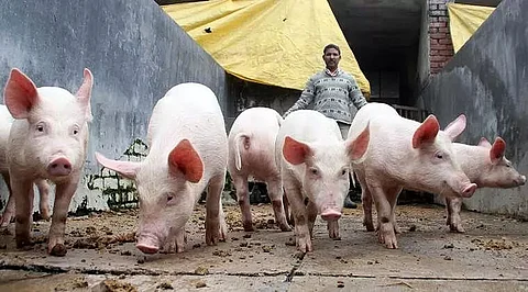 NEPPFA opposes transportation of pigs from Punjab & Haryana