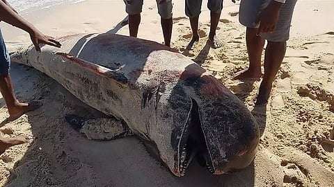 Another pilot whale found dead on Indonesian beach