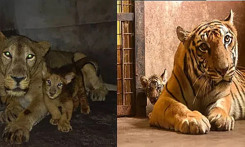 Lioness and tigress give birth to cubs in Assam State Zoo amid COVID-19 pandemic