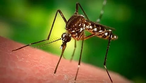 1st West Nile virus death reported in 2020