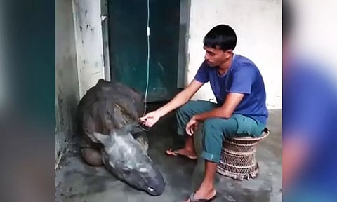 Rescued female rhino calf passes away in Kaziranga National Park