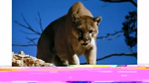 Mountain lions 'adapt' behaviour to save energy