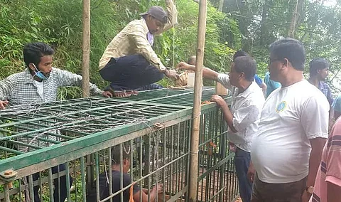 Leopard kills six-year-old boy in Maligaon, Guwahati