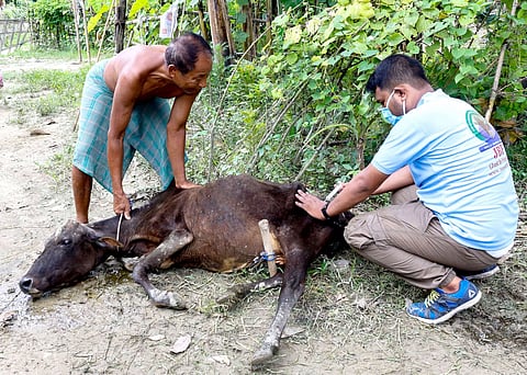Post-flood veterinary support drive at Kaziranga National Park