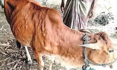 Lumpy skin disease hits Assam's cows amid COVID-19 crisis