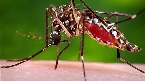 West Nile virus claims 3rd victim in Spain