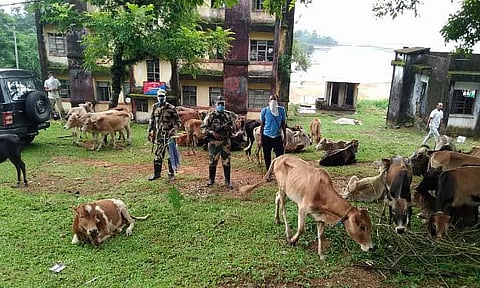BSF seizes 53 cattle along India-Bangladesh border