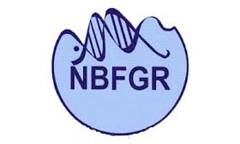 NBFGR Recruitment 2020 - Senior Research Fellow Vacancies - 31,000 Salary - Online Application