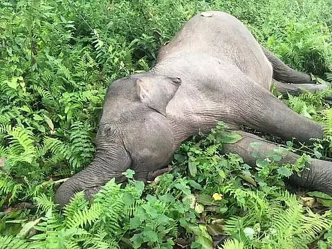 Two elephants died under mysterious circumstances in Digboi Forest Division