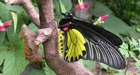 Assam to celebrate Big Butterfly Month: India 2020