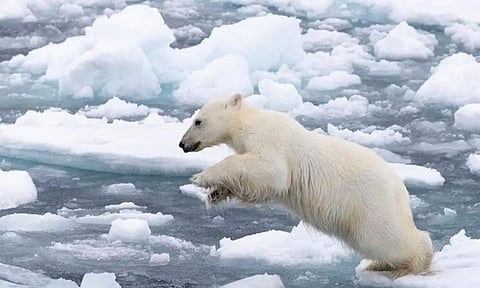 '558 mammal species could go extinct by 2100' Say Researchers