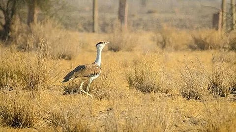 Great Indian Bustard: Hunted for its name in Pakistan