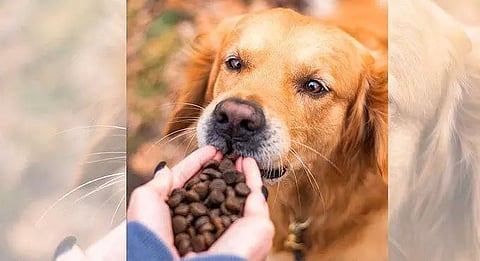 Loss of pet triggers mental health issues: Researcher Erin Dunn