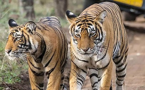 Wildlife population declined by 68% since 1970: WWF