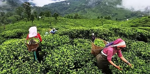 Illicit distilled liquor seized from Assam tea gardens