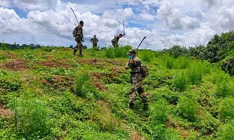 Tripura: 3 lakh marijuana saplings destroyed during anti-narcotics drive