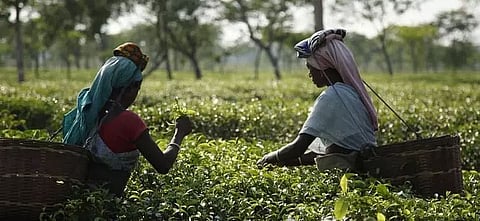 Financial inclusion in tea gardens