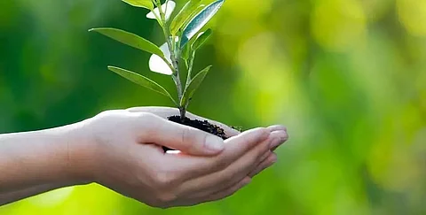 Stress laid on planting trees of nutritious value in rural areas