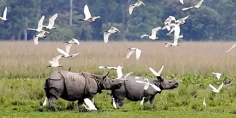 Kaziranga National Park to get Baghjer Reserve Forest