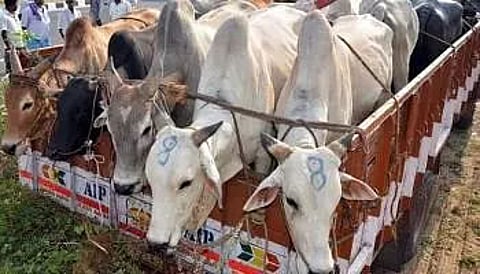 CBI raids WB districts to unearth cattle smuggling