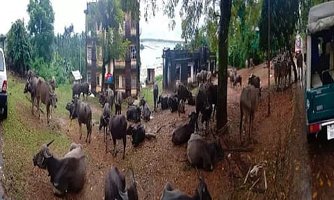 BSF seizes 118 cattle at Meghalaya-Bangladesh border