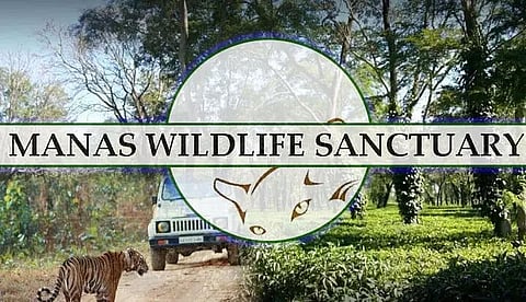 Manas Wildlife Sanctuary to reopen today after COVID lockdown
