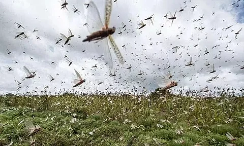 After dealing with severe locust attack, villagers of Khambi adopt organic farming