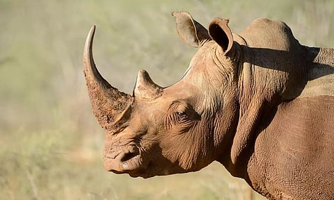 Broken piece of rhino horn sold to Ex Nagaland MLA, reveals arrested smuggler