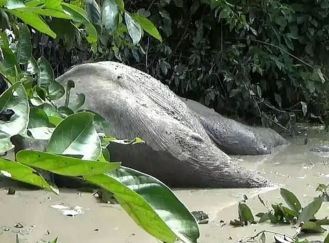 Injured wild jumbo spotted in Mainapur under Kapili Valley Range