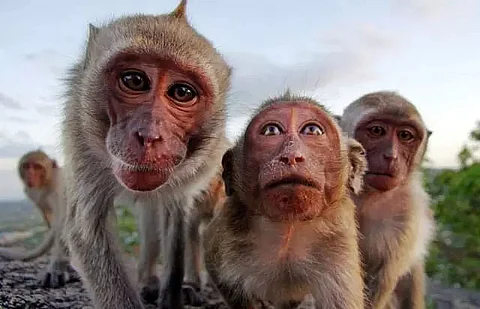 Fossils of 6.4 million-years-old monkey found in China