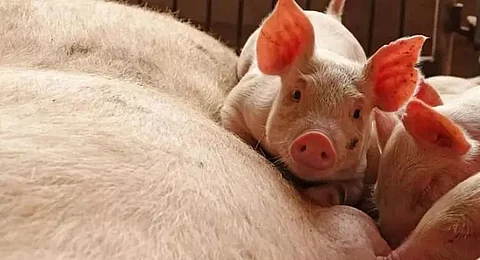 Swine coronavirus can also infect humans, says study