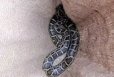 Longding youths rescue Burmese python in Tirap district of Arunachal