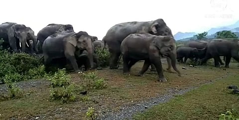 Locals cry for help after wild elephants go on rampage in Baksa