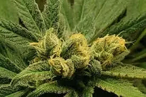 28 plots of Marijuana destroyed under Dambuk Circle in Roing