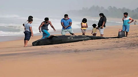 100 stranded whales rescued