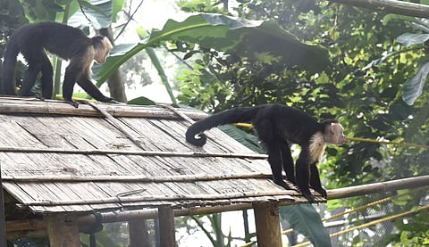 Parimal Suklabaidya releases hyacinth macaws and capuchin monkeys in Guwahati