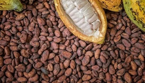 Programme on cocoa cultivation held at Borjhar village