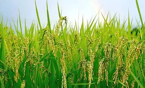 Tripura's agriculture sector set to transform with help from Israel