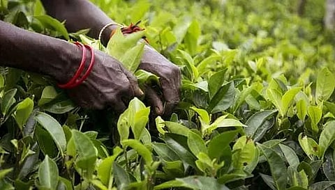 Sustaining small tea cultivation