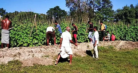 Bajali's educated youths take up farming, dream of green revolution