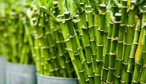 Bamboo wood industry: Dark horse in NE economy