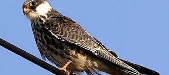 Tagged falcons visit India covering 33K km