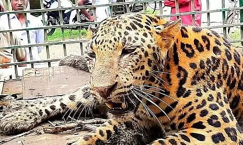 Leopard captured, later released in Nambor Reserve Forest