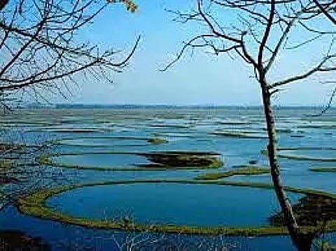 Huge floating biomass spotted in Manipur's Loktak lake