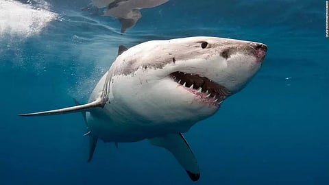 Man killed in Western Australia shark attack