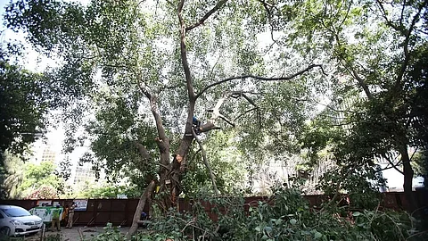 Trees are lungs, 315 fell when AQI & COVID at its worst