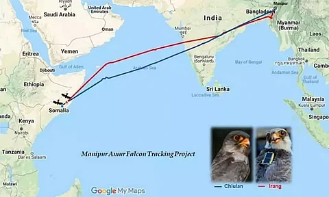 Satellite-tagged Falcons reach Somalia from Manipur