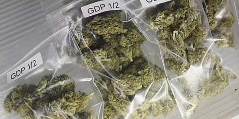 Gurugram police held one with 2 kg marijuana
