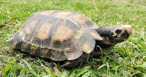 Rare tortoise recovered near the Forest Office at Santipur