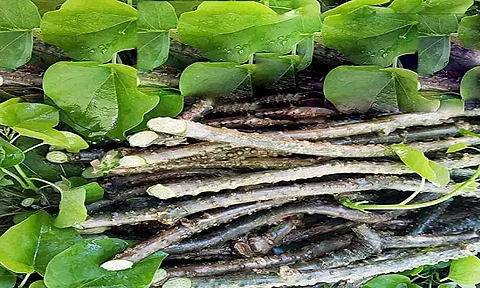 CSIR-NEIST starts second phase of 'Aroma Mission' in Nagaland